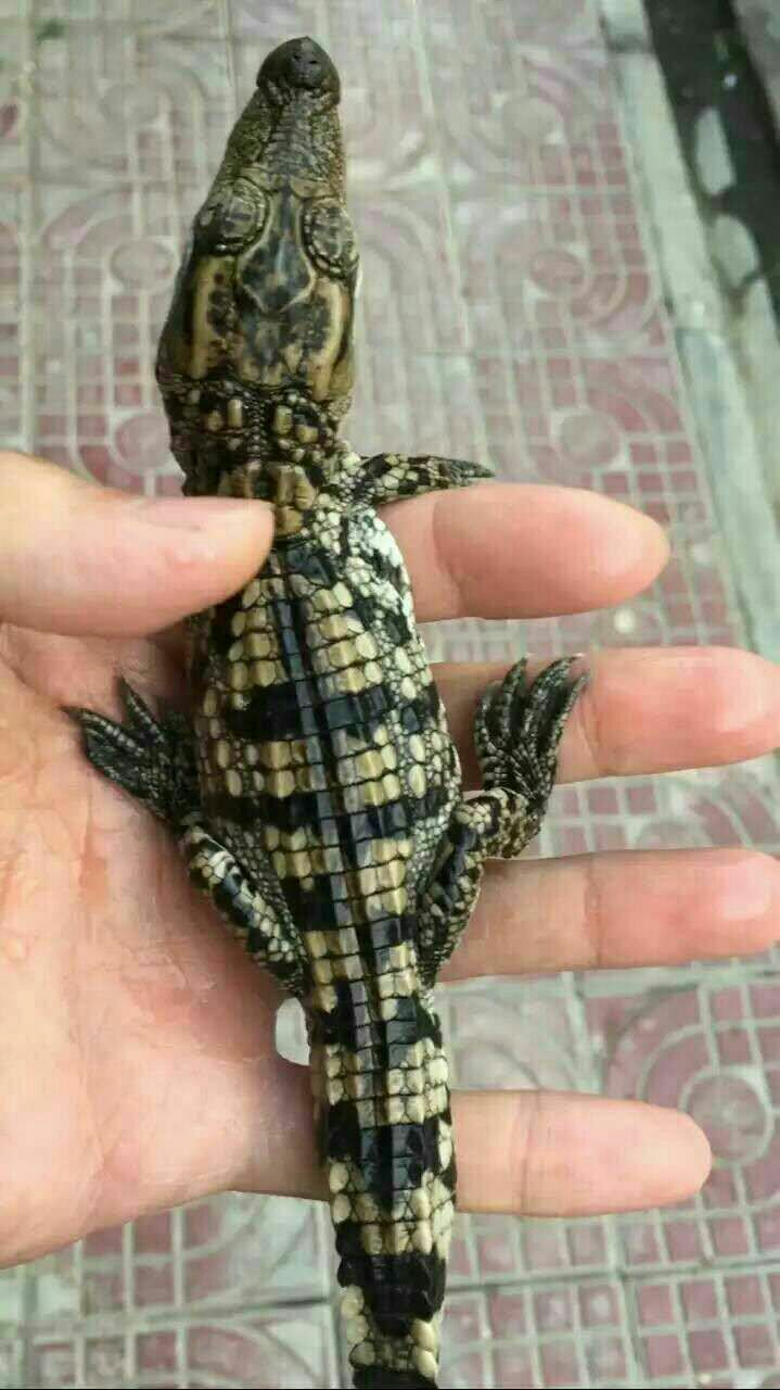 山东济宁市梁山县鳄鱼苗 养殖批发_珍禽养殖基