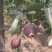 晚秋黄梨350~400g纸箱