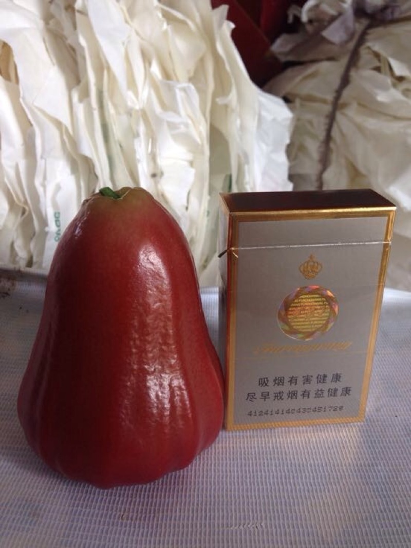 莲雾种苗