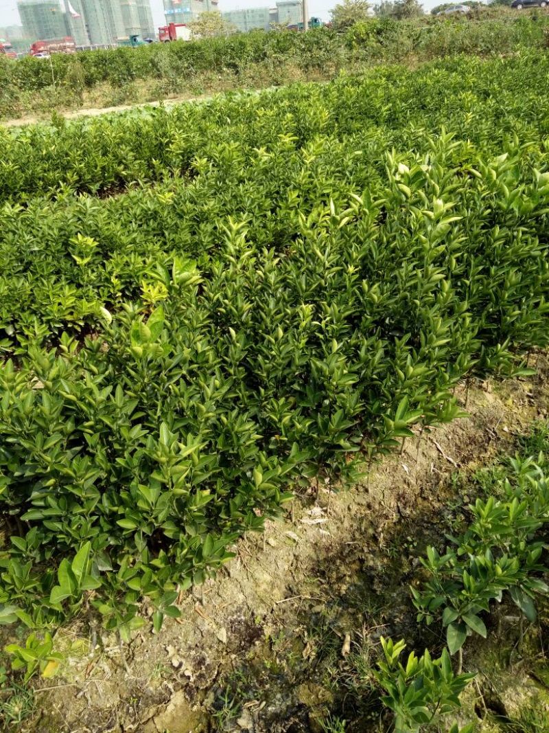 脐橙树苗30~50cm