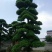 造型松10公分