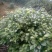 茶花50~80cm