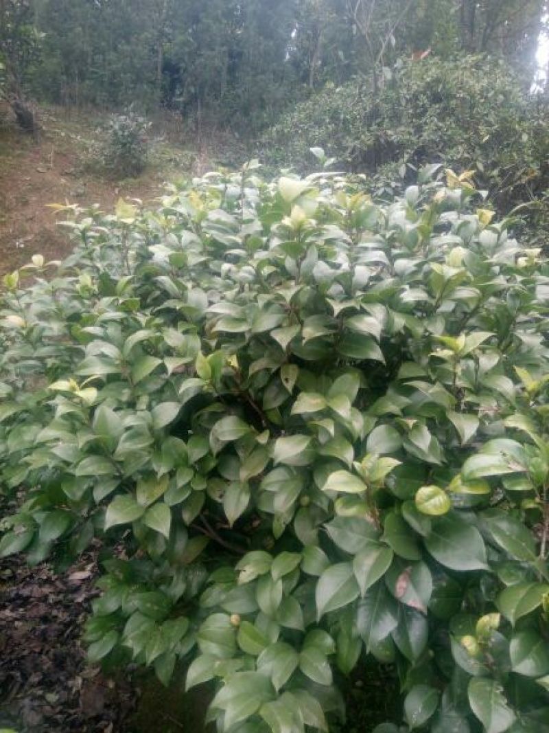 茶花50~80cm