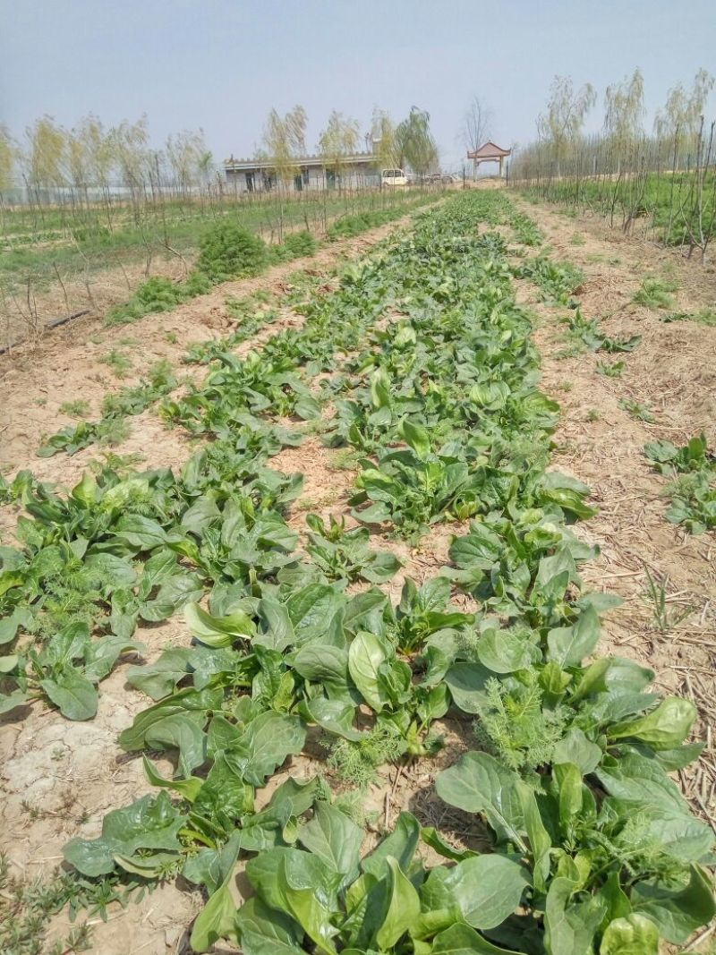 大叶菠菜
