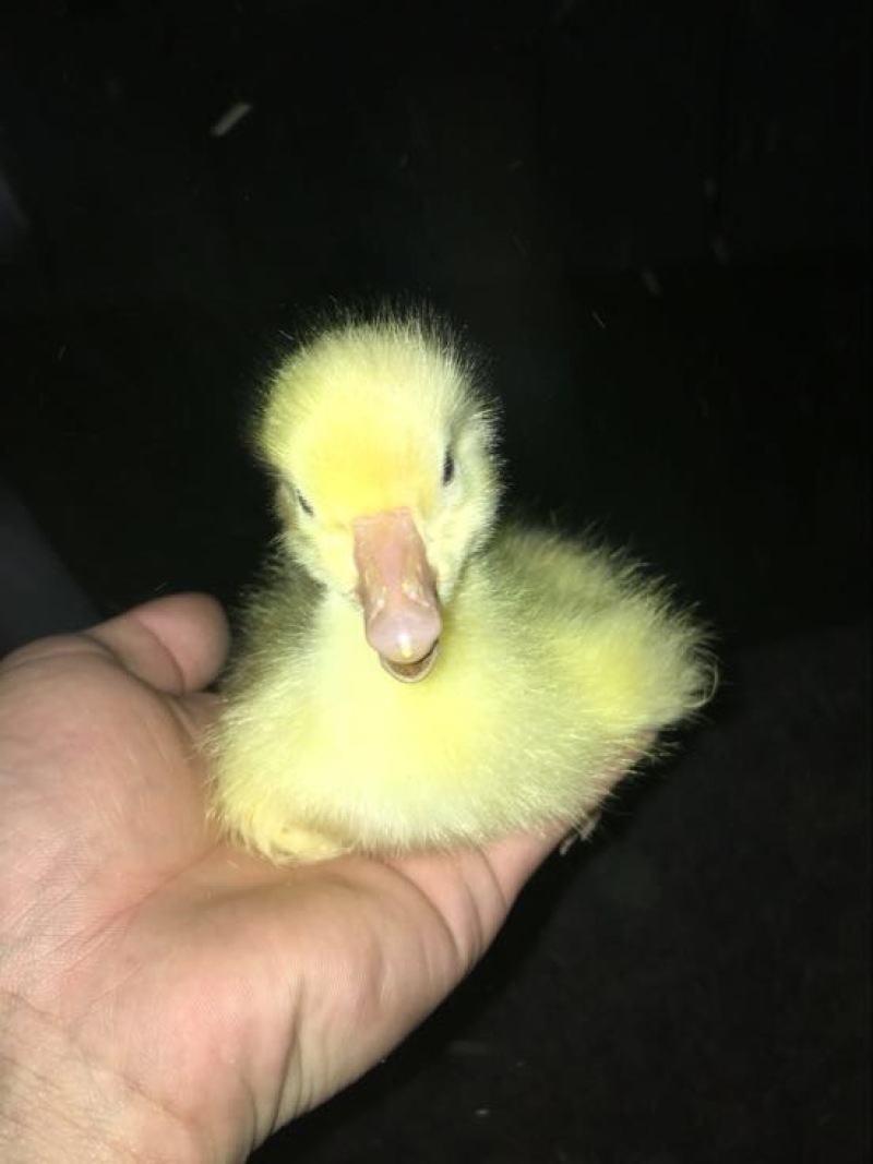 狮头鹅苗