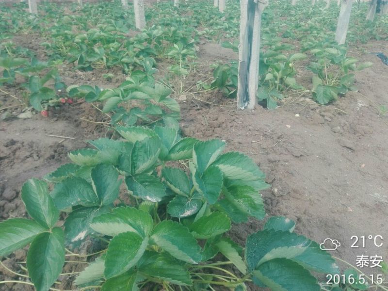 草莓苗10cm以下10~20cm