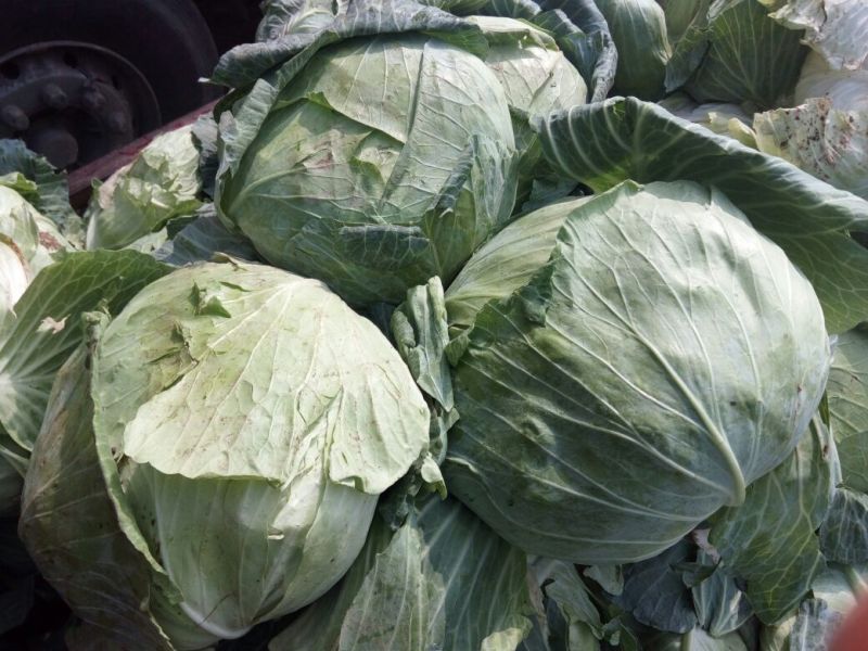 供应山东菏泽京丰甘蓝，包菜，平包供应经纪人一手货源，