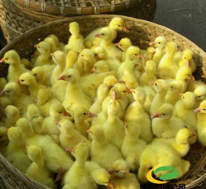 狮头鹅苗250g以上