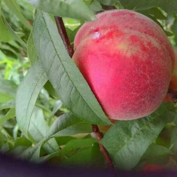 春雪桃树苗50~60cm