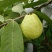 珍珠番石榴70~80mm/每天现摘现发