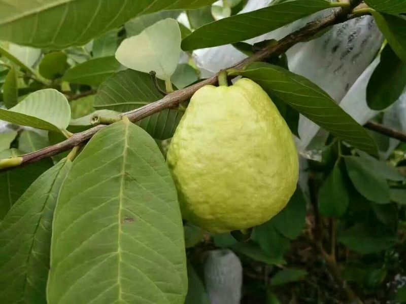 珍珠番石榴70~80mm/每天现摘现发