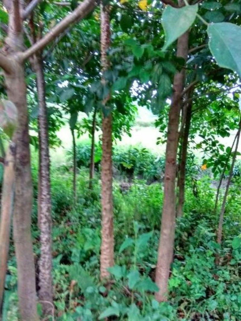 美丽异木棉3.5~4m12~14cm
