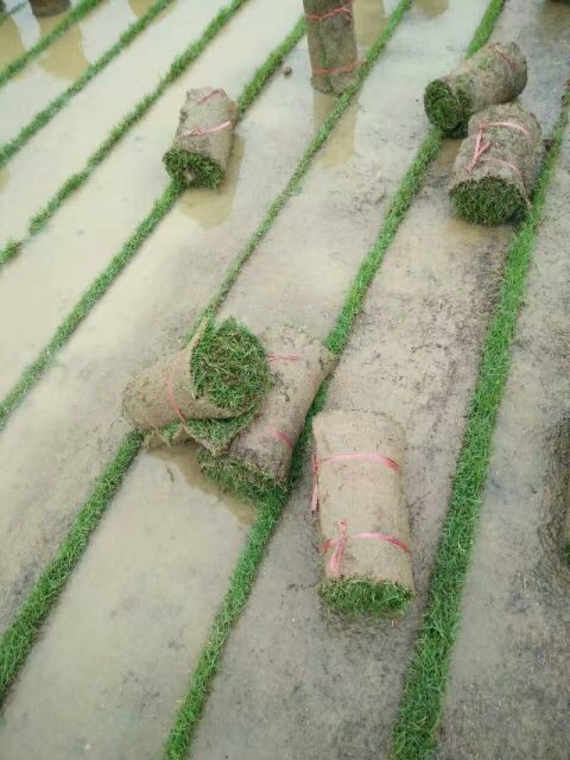 夏威夷白金草，用过的都知道。