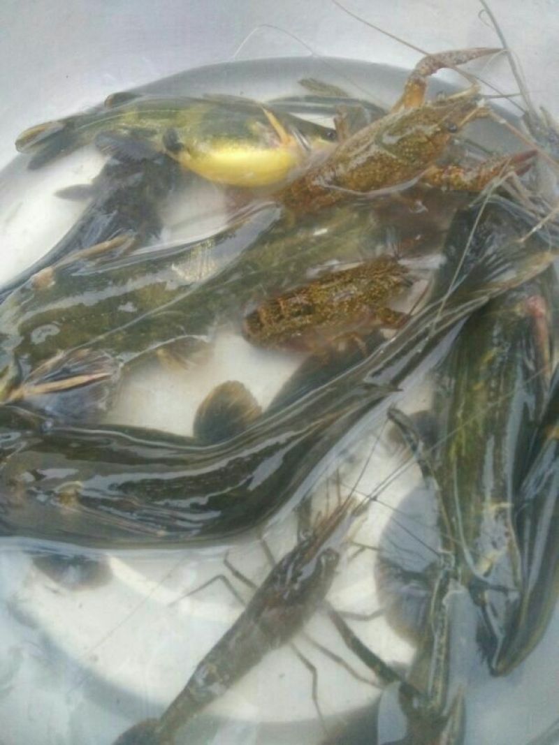 土鲶鱼食用