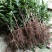 西瓜番石榴苗50~80cm