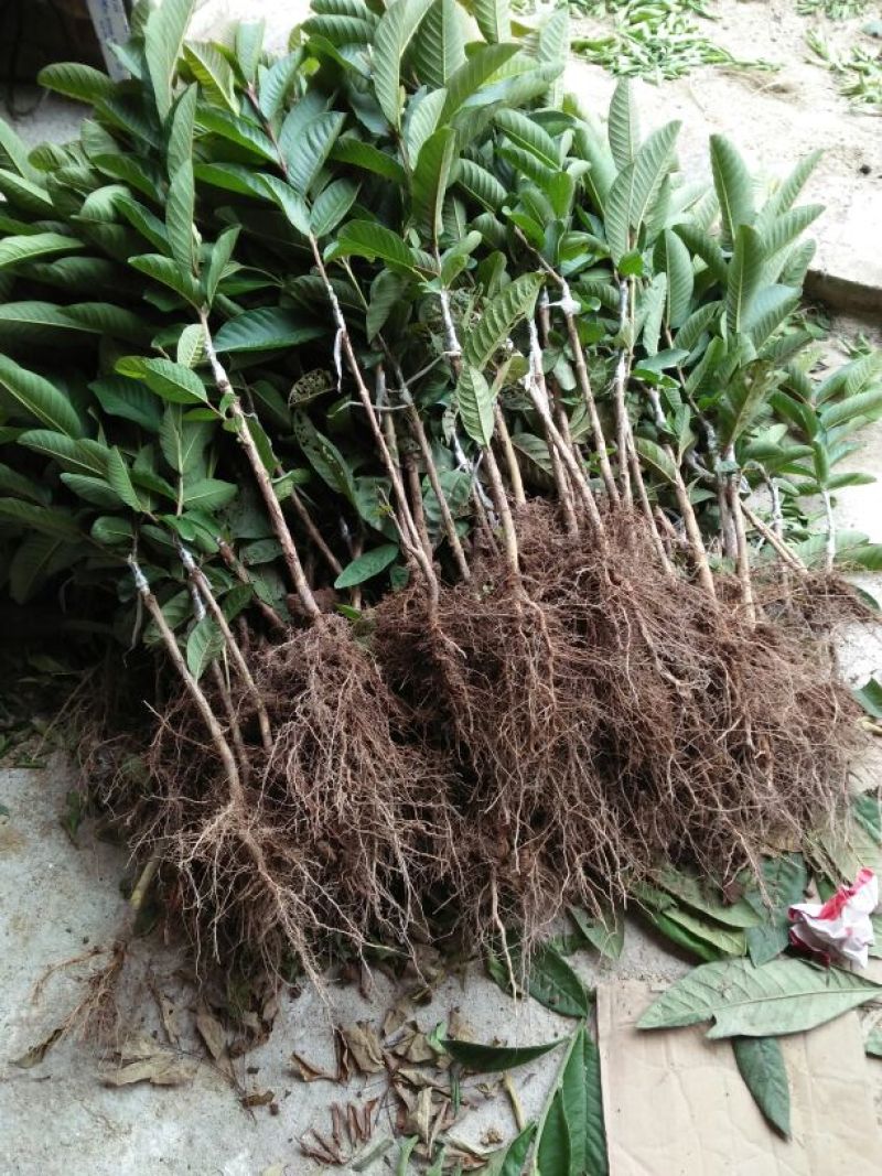 西瓜番石榴苗50~80cm
