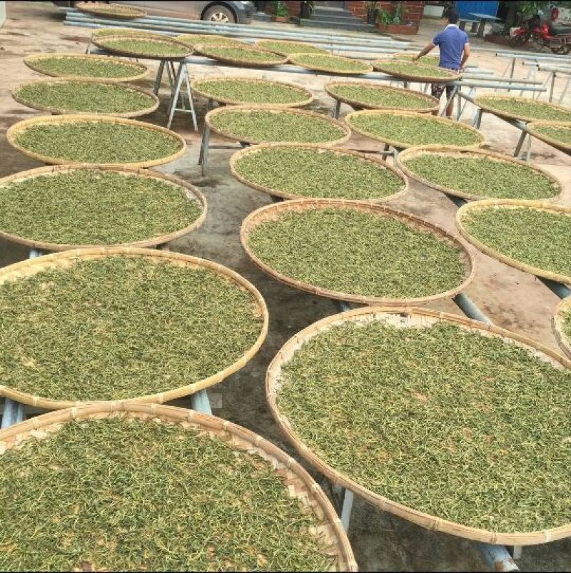 百年大树茶一级