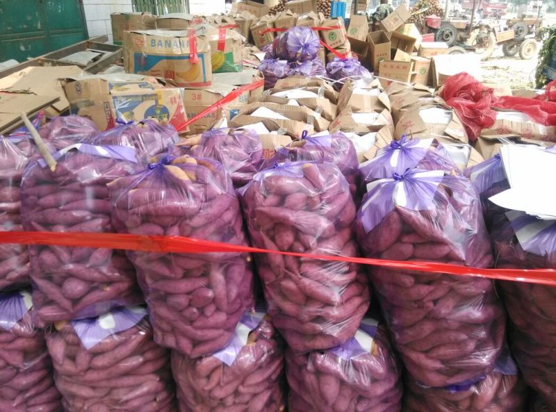 龙薯9号黄心3两以上。产品源自产地，诚信经营现挖现发