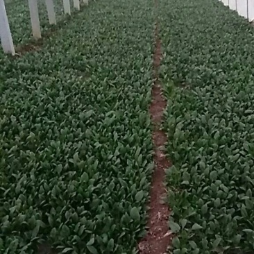大叶菠菜15~20厘米