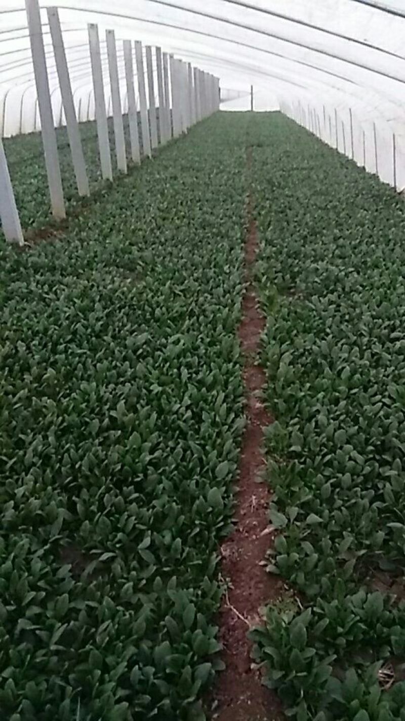 大叶菠菜15~20厘米
