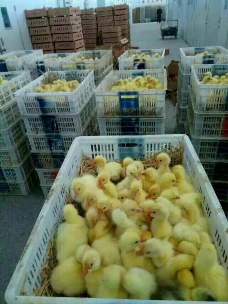扬州白鹅鹅苗250g以下