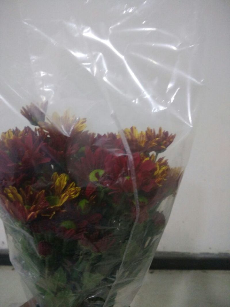 白菊花50~80cm