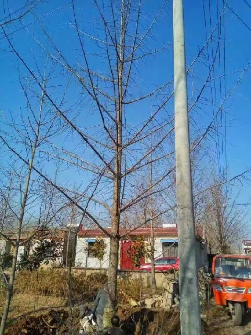 18-25公分银杏树形优美，质优价美哦。大量供应。。