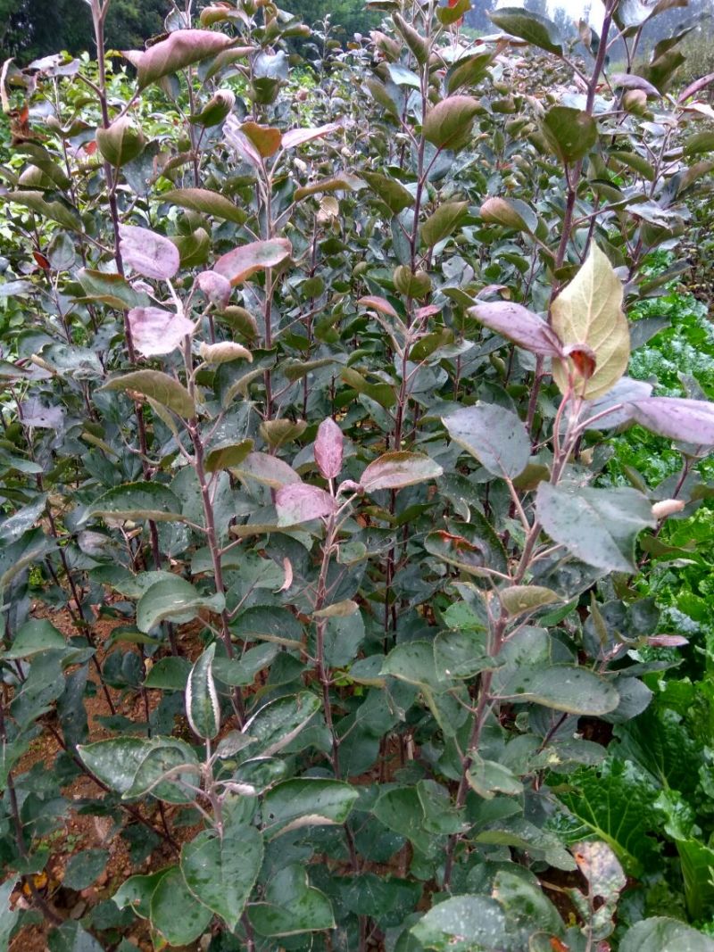 早酥红梨苗全红梨树苗梨树苗基地梨树苗梨树苗品