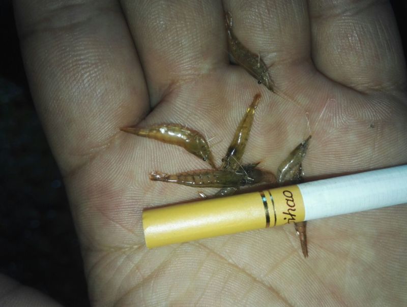 河虾活虾8只/kg以下