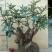 映山红5~10cm