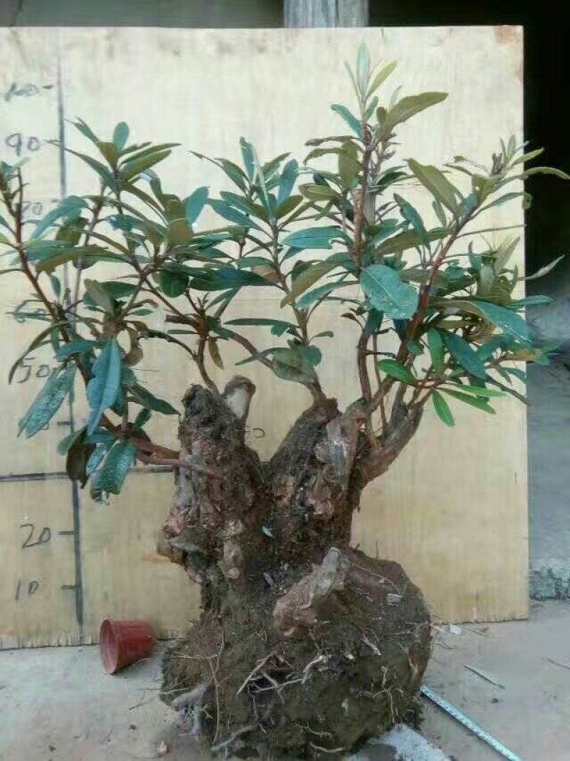 映山红5~10cm