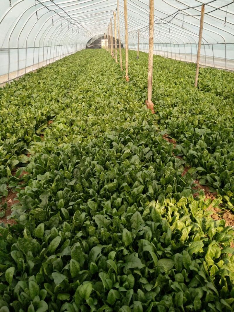 越冬菠菜25~30厘米