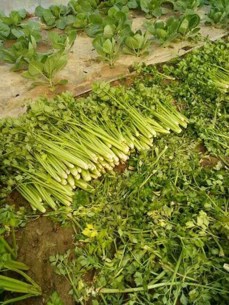 西芹金乡县西芹质优价廉
