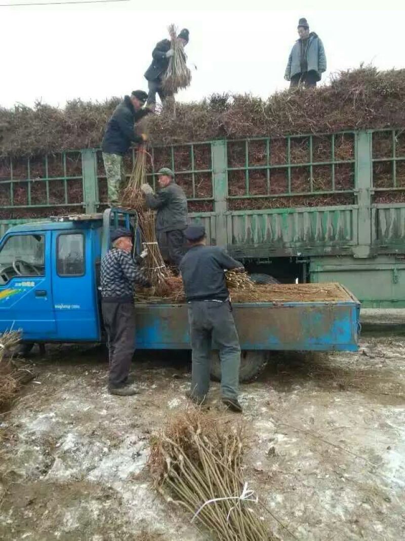 山东烟台栖霞市红富士苹果树苗