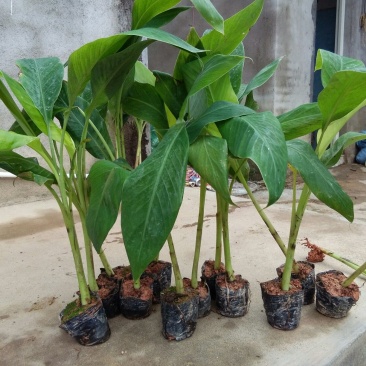 香蕉苗1~2年一级良种