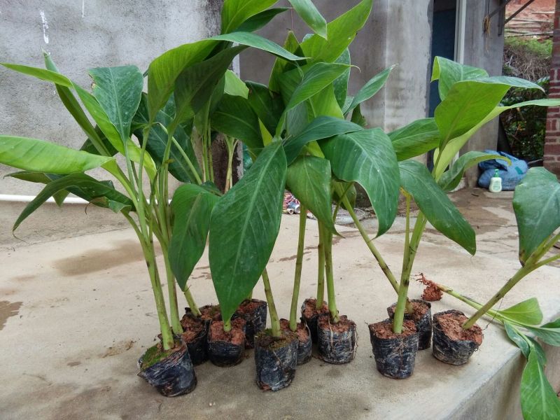 香蕉苗1~2年一级良种