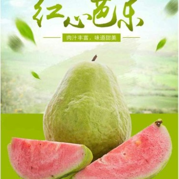 西瓜番石榴苗30~50cm
