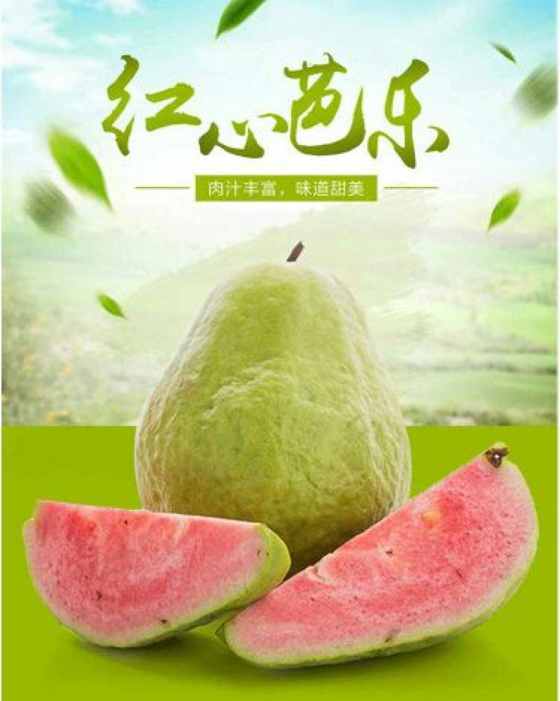 西瓜番石榴苗30~50cm
