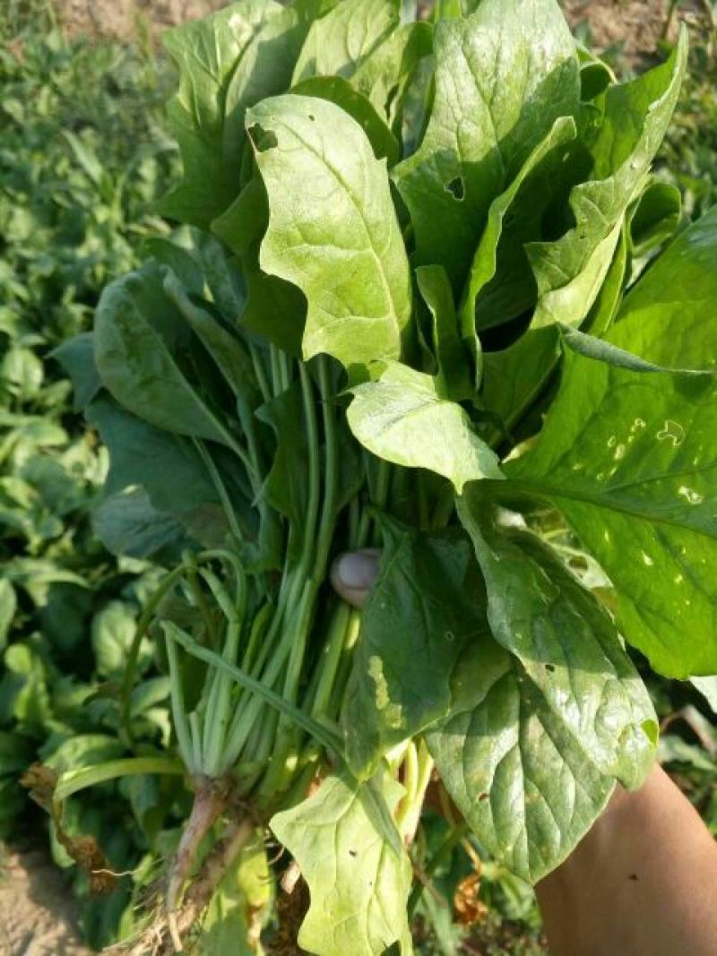 菠菜20~25厘米