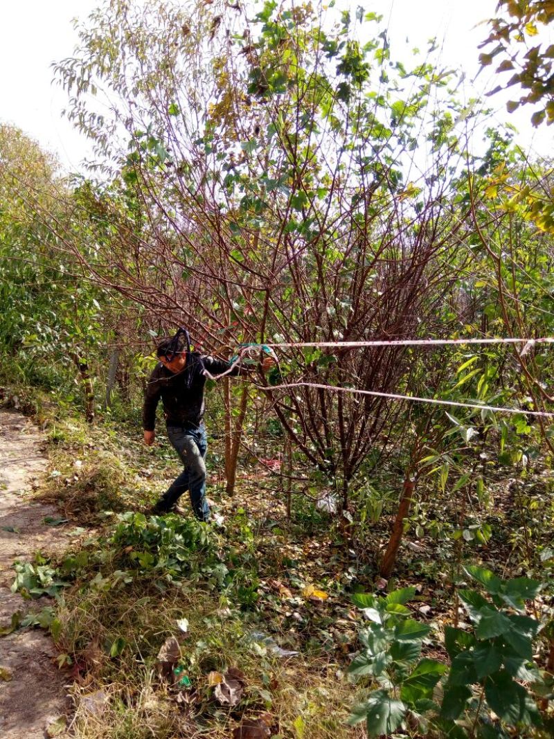 榆叶梅价格梅花价格苗圃直销规格齐全无中介