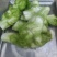 儿菜1两以上