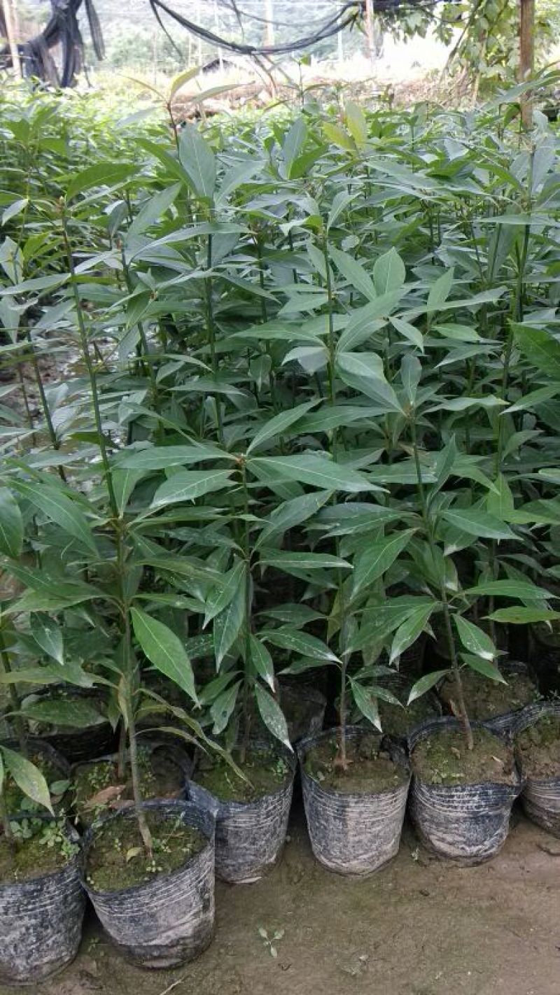 金丝楠木苗小叶桢楠苗出金丝率99%的优质木材