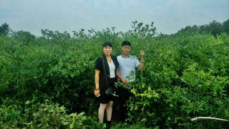 沧州大枣苗80~110cm