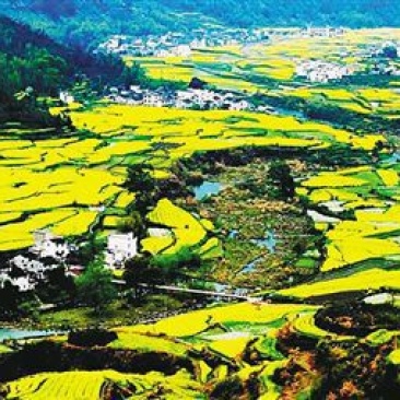 压榨菜籽油