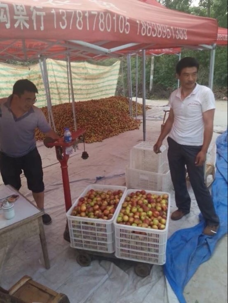 新鲜应季精品露天曙光甜油桃大量上市产地代收一手货源