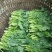 油菜苔10~15厘米
