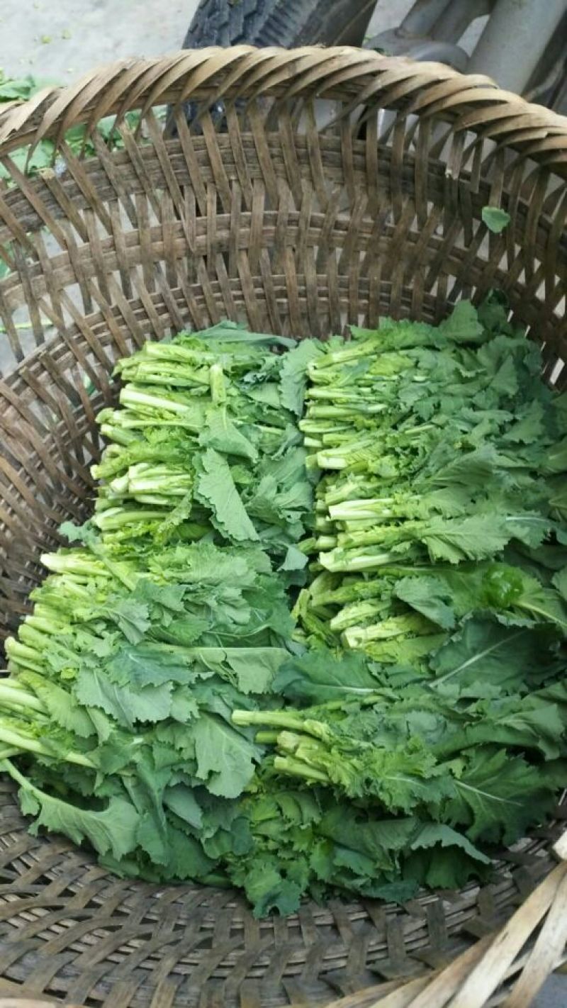 油菜苔10~15厘米