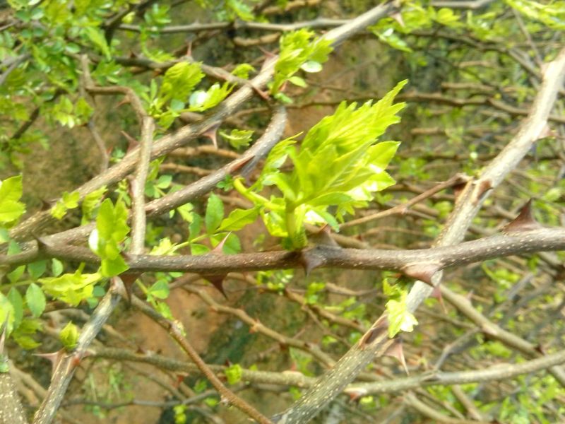 花椒芽新鲜营养丰富含多种维生素质量杠杠滴