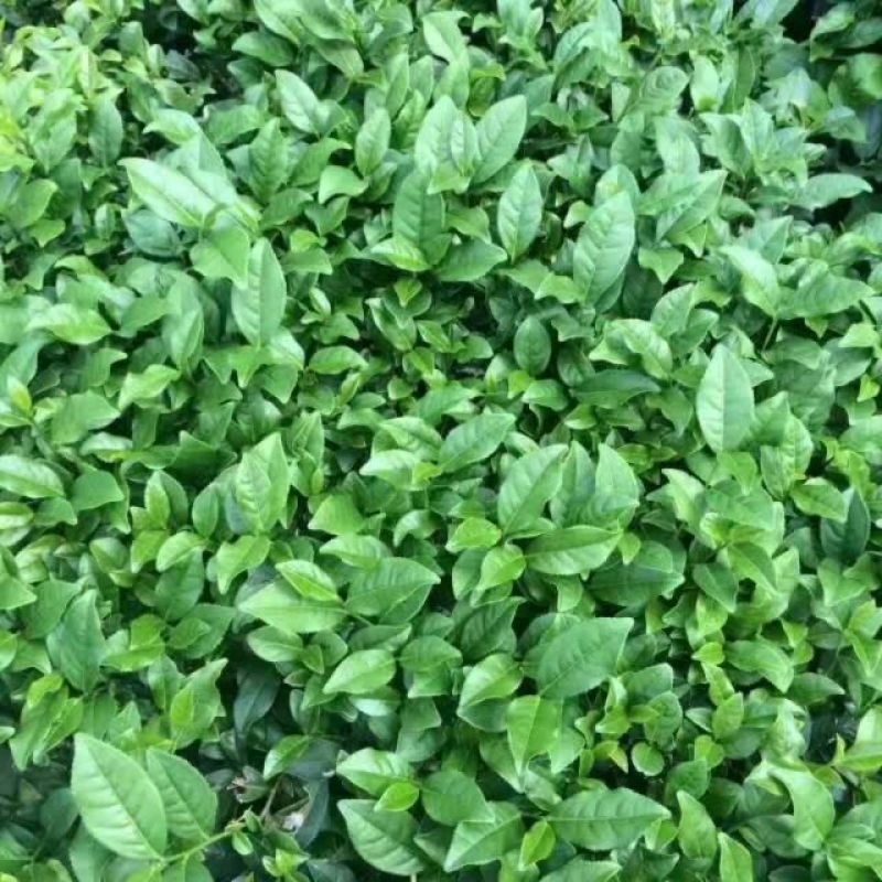 观音茶特级