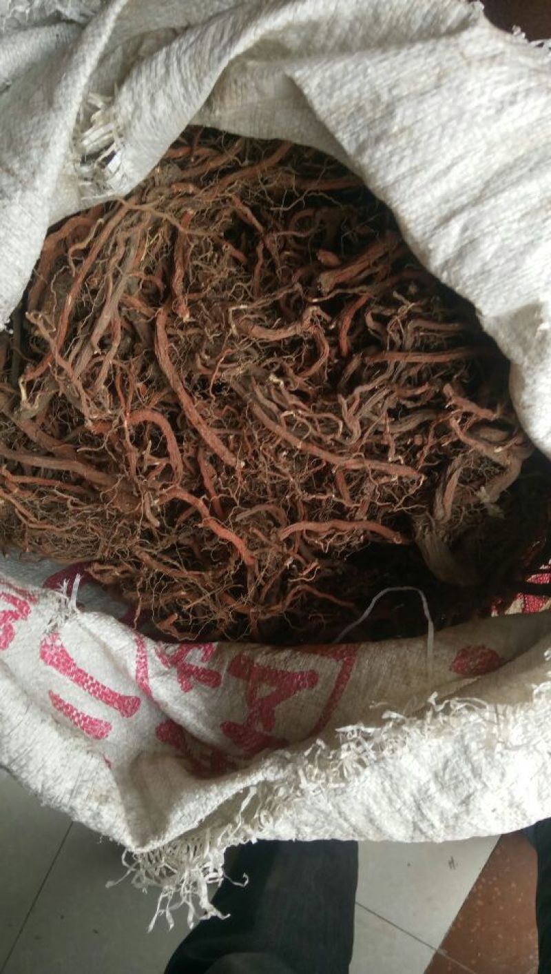 产地直销丹参一级，沂蒙山区里的手捡丹参大条